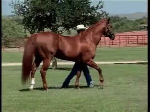 Stallion photographed from a specific angle