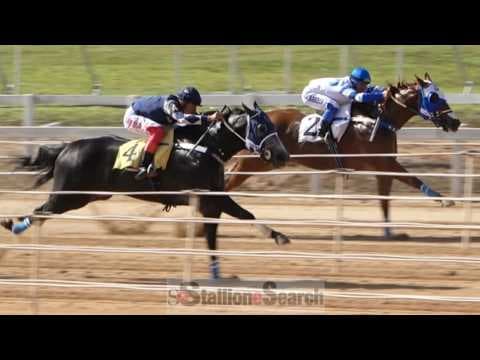 Ucrânia Jumpim MRL flies in the final yards to capture the Sorocaba Futurity title.